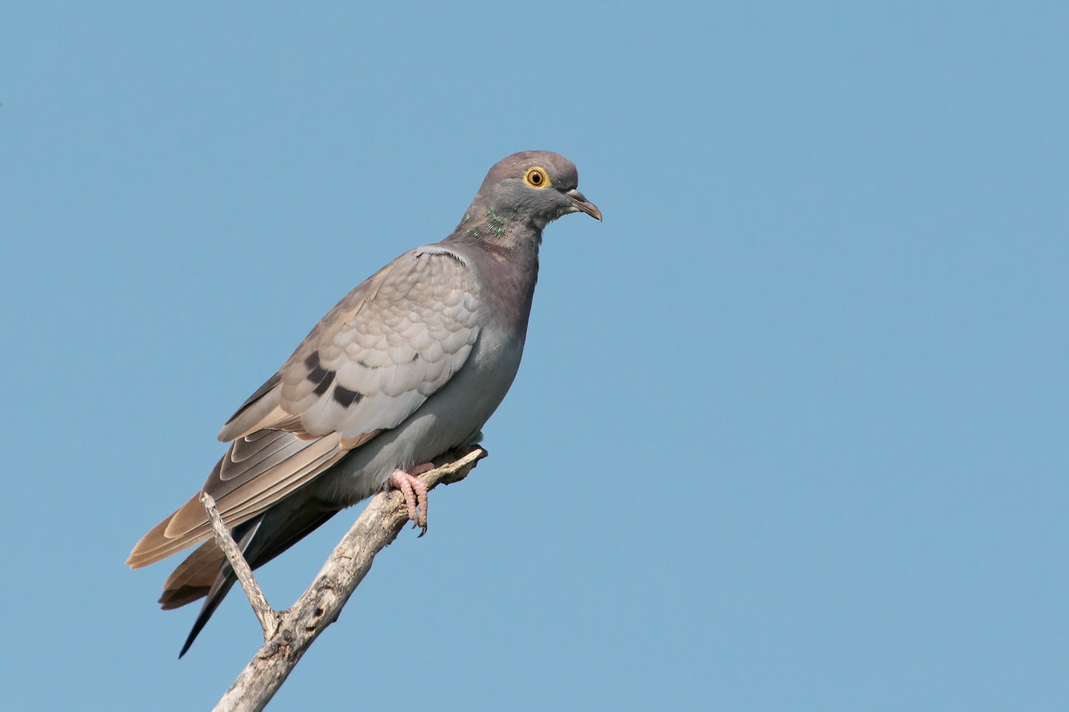 Satire: Students to Submit Assignments by Carrier Pigeon